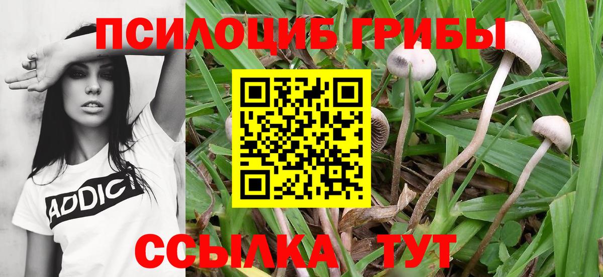 Солнечногорск  Псилоцибиновые грибы Psilocybe  Псилоцибиновые грибы Psilocybine cubensis  Вход с VPN 